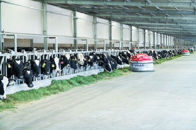 Trang trại bò sữa Organic của Vinamilk