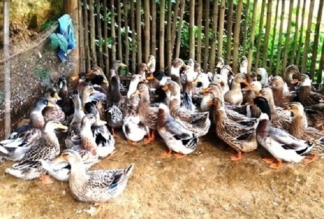 Vịt Cổ Lũng giúp người dân giảm nghèo