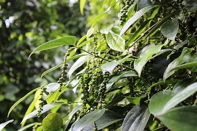 Giá hồ tiêu trong nước vẫn đi ngang (Ảnh Internet)