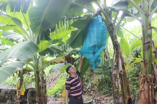Ma Lỳ Sán đang gặt hái thành công từ mô hình trồng chuối tiêu xanh