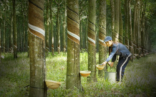 Cao su Phước Hoà tạm ứng cổ tức tỷ lệ 30% bằng tiền mặt