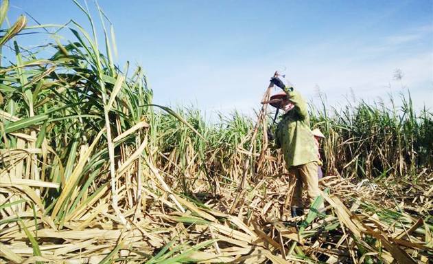 Ngành mía đường đang bị tổn thương nặng nề bởi những khó khăn khó gỡ