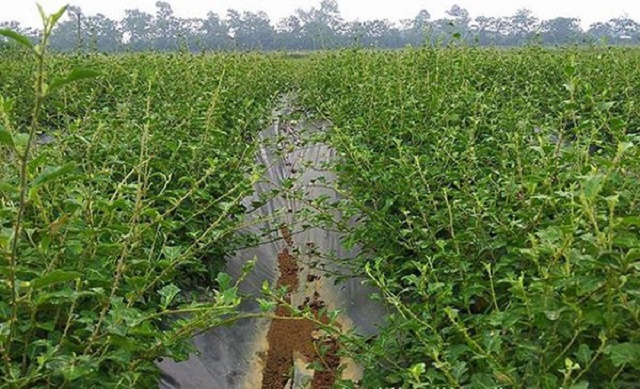 Cây cà gai leo giúp người dân giảm nghèo