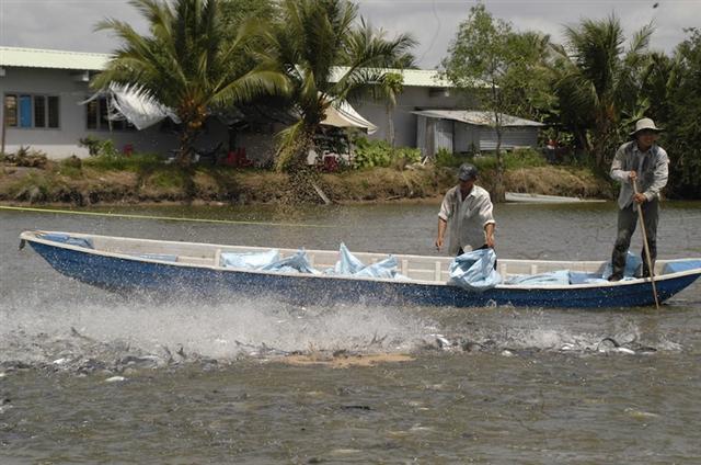 Năm 2019, ngành cá tra Việt Nam sụt giảm (Ảnh Internet)
