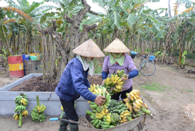 Nông dân Lương Tài, Bắc Ninh tích cực tích tụ ruộng đất trồng cây hàng hóa