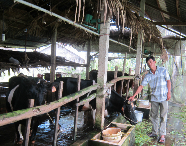 Anh Trần Văn Chiến ở ấp An Hòa, xã Thạnh Thới An(huyện Trần Đề) chăm sóc đàn bò sữa đã giúp cho thu nhập ổn định và thoát nghèo bền vững