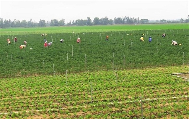 Mô hình trồng hồ tiêu, rau màu mang lại thu nhập cao cho người dân huyện Giồng Riềng
