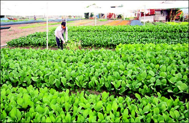 Nhiều hộ dân hăng hái tham gia vào chuỗi cung ứng rau củ an toàn (ảnh minh họa)