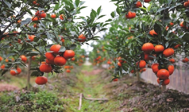 Các mô hình điểm sẽ tiếp tục được huyện nhân rộng