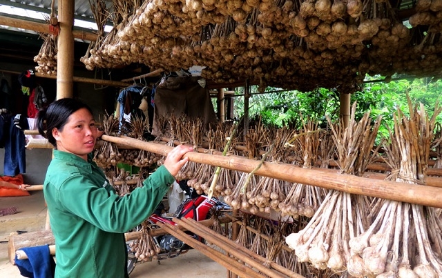 Tỏi là một trong những sản phẩm của HTX An Bình