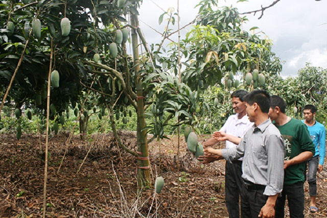Giống xoài Đài Loan ghép cải tạo trên gốc cây xoài địa phương cho năng suất cao