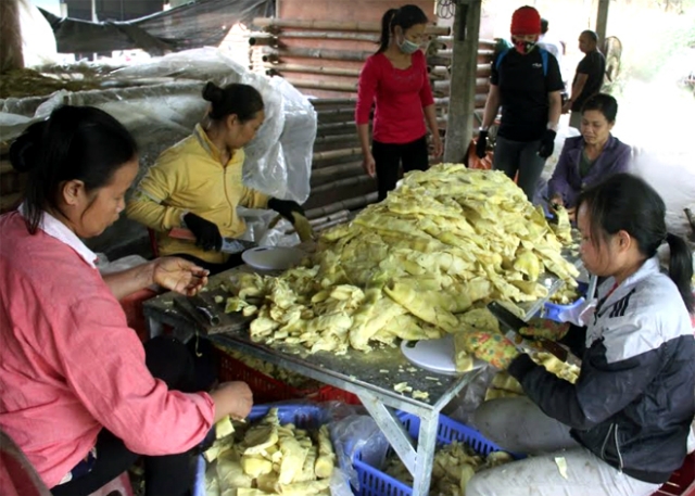 Sơ chế măng tre tại HTX Kiên Thành