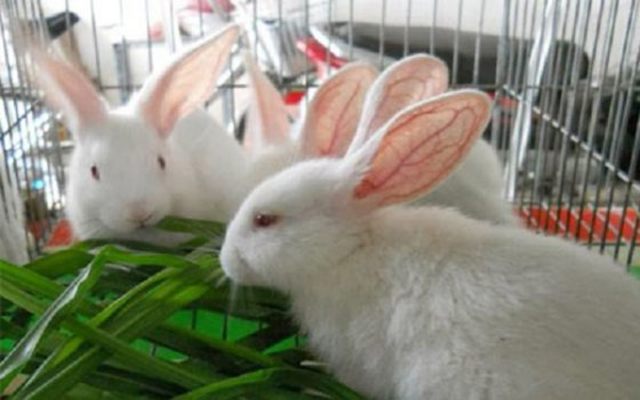 Mô hình sẽ được phát triển theo hướng an toàn