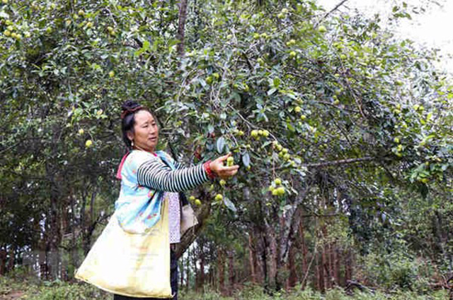 Các mô hình trồng sơn tra sẽ tiếp tục được chú trọng đầu tư