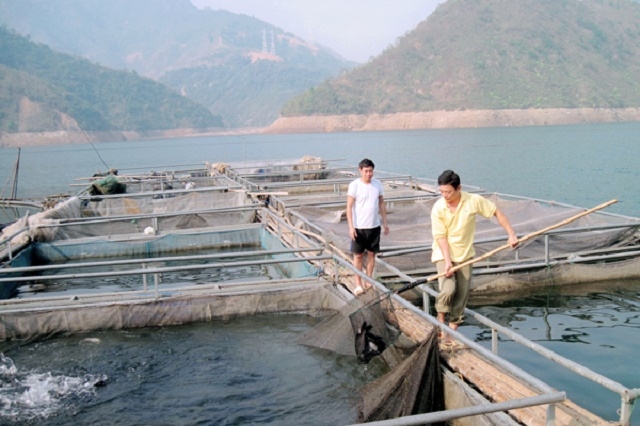 Mô hình nuôi cá lồng của HTX Hủa Na giúp người dân giảm nghèo