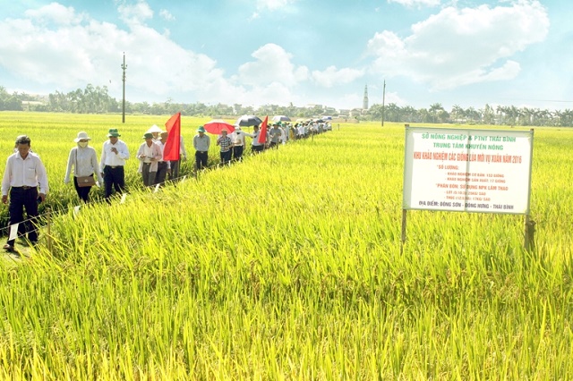 HTX Độc Lập xây dựng cánh đồng mẫu lớn