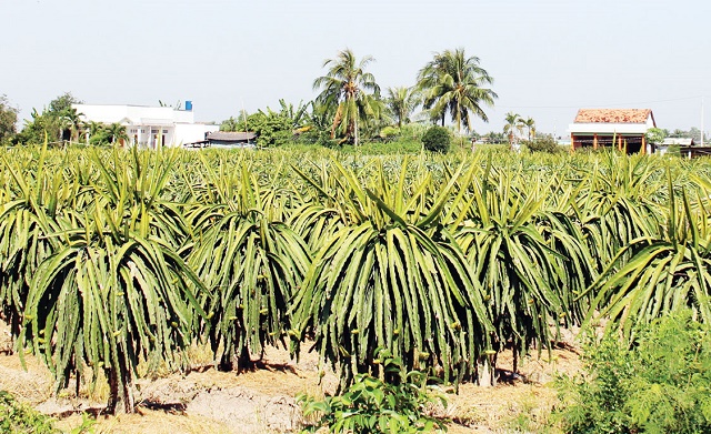 Diện tích thanh long của HTX Tầm Vu