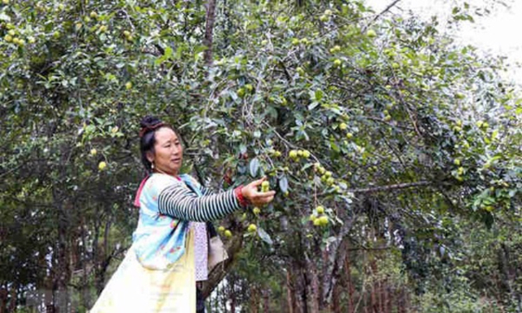 Nâng cao hiệu quả từ cây sơn tra