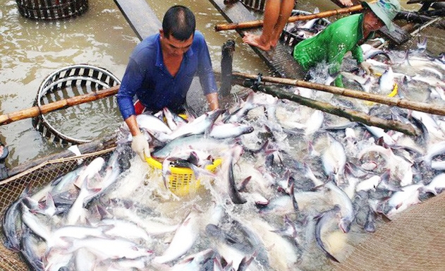 Giá giảm khiến người nuôi cá tra gặp khó khăn