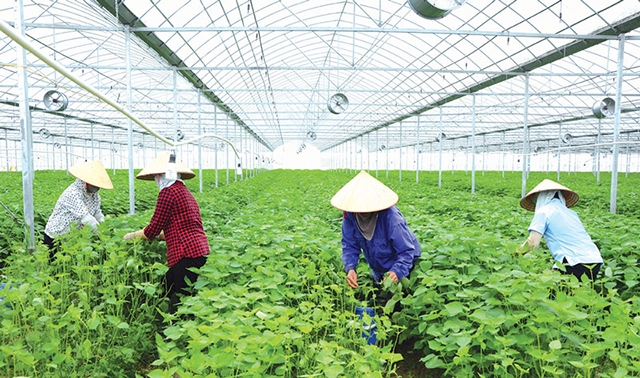 Lương Tài đang chủ động phát triển các mô hình trồng trọt theo hướng an toàn