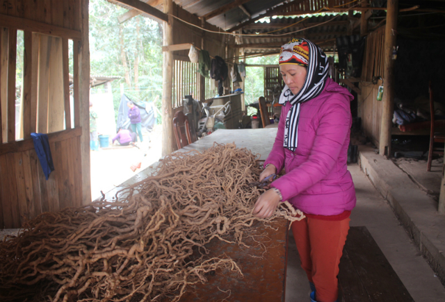 Phát triển trồng cây dược liệu Ba Kích đem lại thu nhập cao cho người dân Ba Chẽ