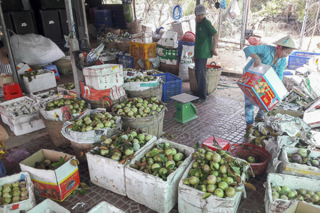 Vú sữa Sóc Trăng ngày càng khẳng định được thương hiệu của mình tại thị trường trong và ngoài nước