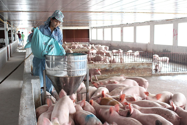 Các mô hình chăn nuôi cũng sẽ được tỉnh đầu tư phát triển theo hướng hàng hóa gắn với ATLĐ