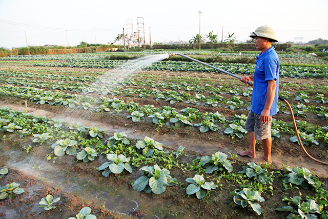 Phong Điền đang chú trọng phát triển nông nghiệp sạch