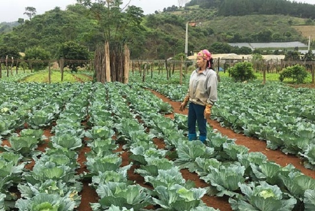 Noong Luống phát triển diện tích rau an toàn