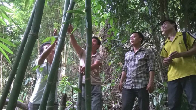 Khai thác gắn với phát triển bền vững vùng trồng nứa, lùng, BVMT đang là vấn đề được HTX và các đơn vị có liên quan đặc biệt quan tâm