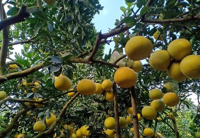 HTX hỗ trợ người dân trồng bưởi Diễn để giảm nghèo