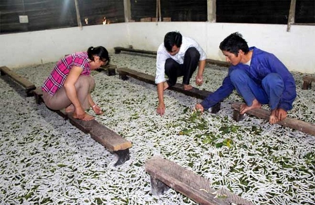 Nghề trồng dâu nuôi tằm mang lại hiệu quả kinh tế cao.