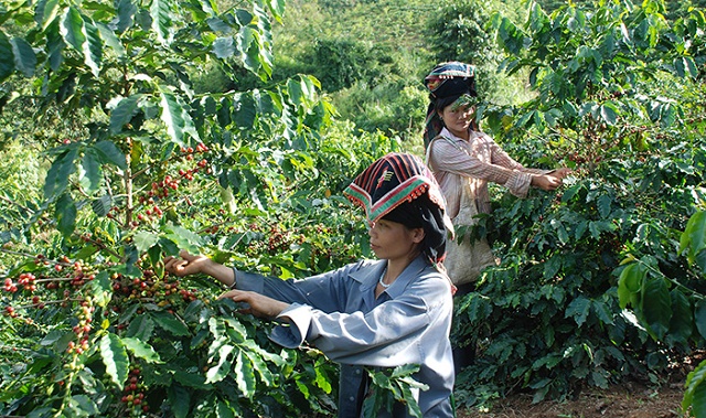 Cà phê là cây trồng chủ lực ở Mường Ảng