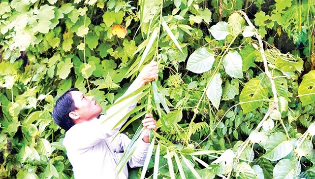 Trồng cây mây nước dưới tán rừng