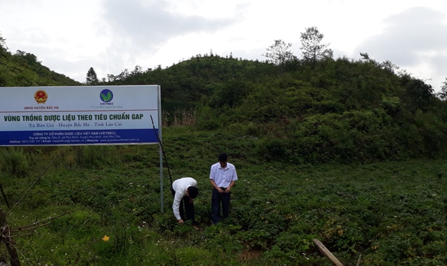 Cánh đồng dược liệu tại xã Bản Già