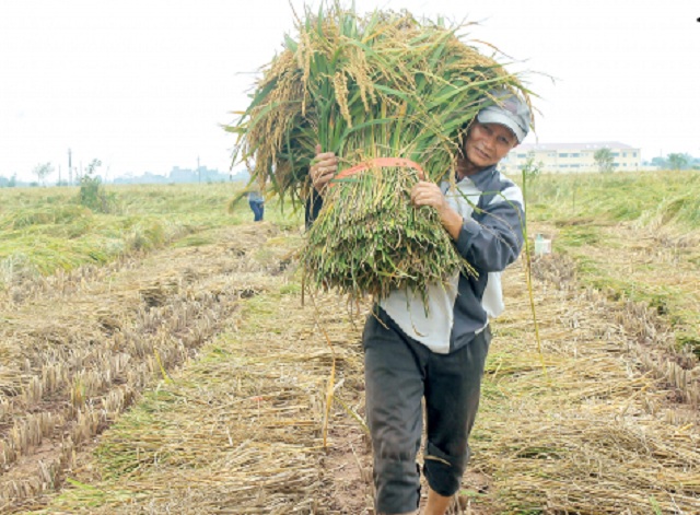 Lúa nếp bể truyền thống đang cho hiệu quả cao