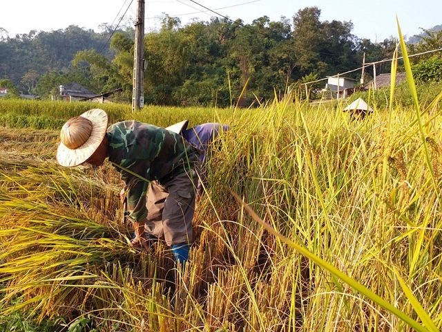 Các mô hình được chú trọng phát triển theo hướng hiện đại gắn với ATLĐ