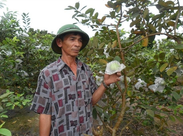Liên Mạc đang phát huy lợi thế mô hình trồng ổi