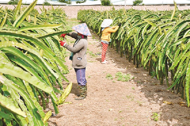Thanh Long đang cho hiệu quả kinh tế cao