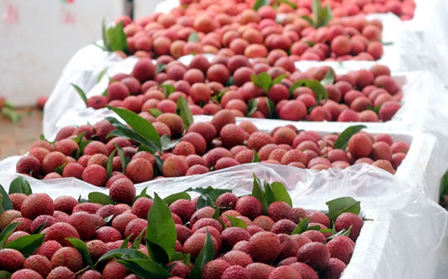 Vải thiều Việt Nam được phép xuất khẩu trực tiếp vào Nhật Bản (Ảnh Internet)
