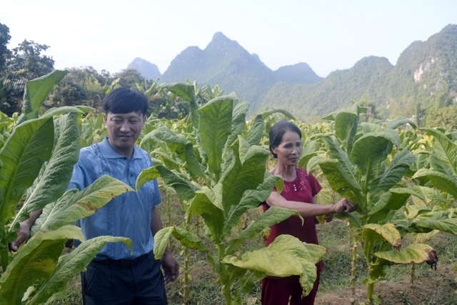 Chuyển đổi cơ cấu cây trồng giúp người dân Đào Ngạn thoát nghèo