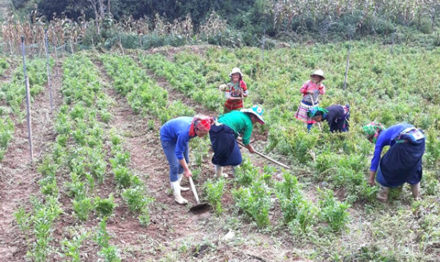 Bà con THT Hậu Cấu đang chăm sóc vùng trồng thử nghiệm cây dược liệu