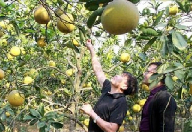 Vườn bưởi 9 năm tuổi của gia đình ông Nguyễn Văn Soạn, xã Mai Trung, Hiệp Hòa, Bắc Giang cho thu nhập khoảng 300 triệu/năm. (Ảnh:TTXVN)