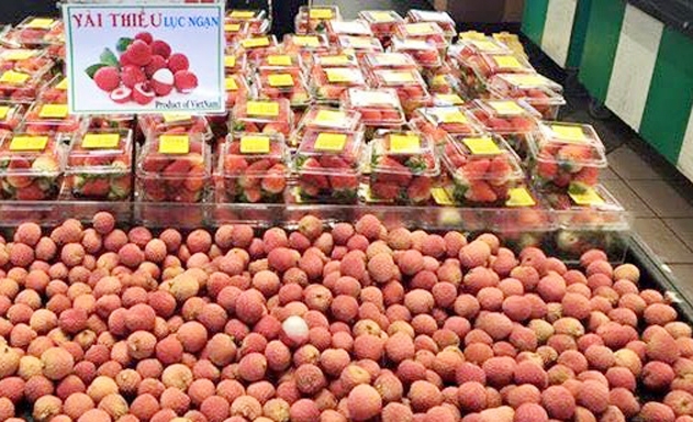 Vải thiều Việt Nam đã chính thức được XK chính ngạch sang Nhật Bản