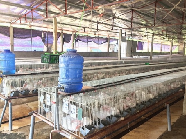 Các mô hình chăn nuôi hiệu quả đang là điểm tựa cho phát triển NTM tại Địch Qủa