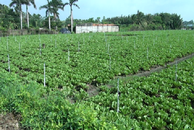 Yên Luông nâng tầm sản xuất để tạo sức bật NTM