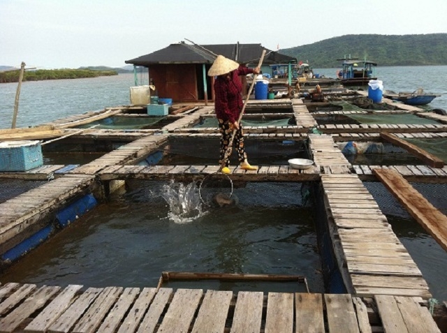 Phát triển OCOP sẽ là bước đi quan trọng trong xây dựng NTM ở Đầm Hà