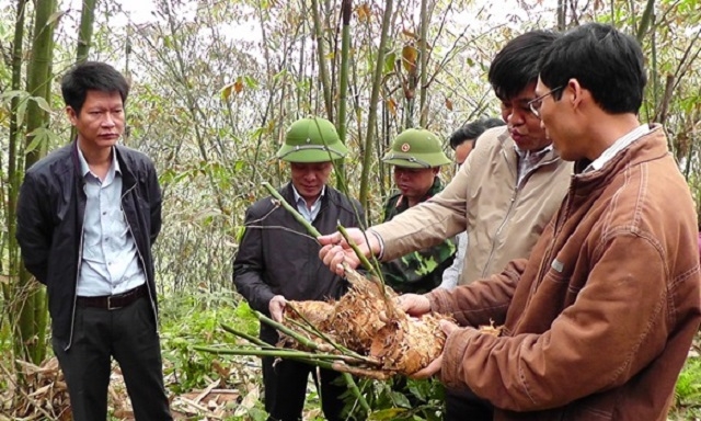 Trấn Yên đang khai thác vùng măng tre Bát Độ lớn nhất tỉnh để xây dựng NTM