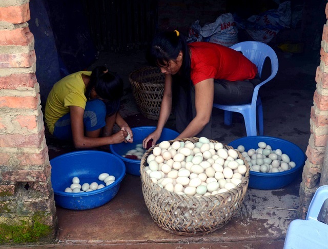 Trứng vịt biển là sản phẩm OCOP được chú trọng phát triển tại Tân Bình