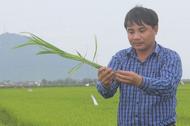 Giám đốc Đặng Minh Nghĩa kiểm tra chất lượng cây lúa